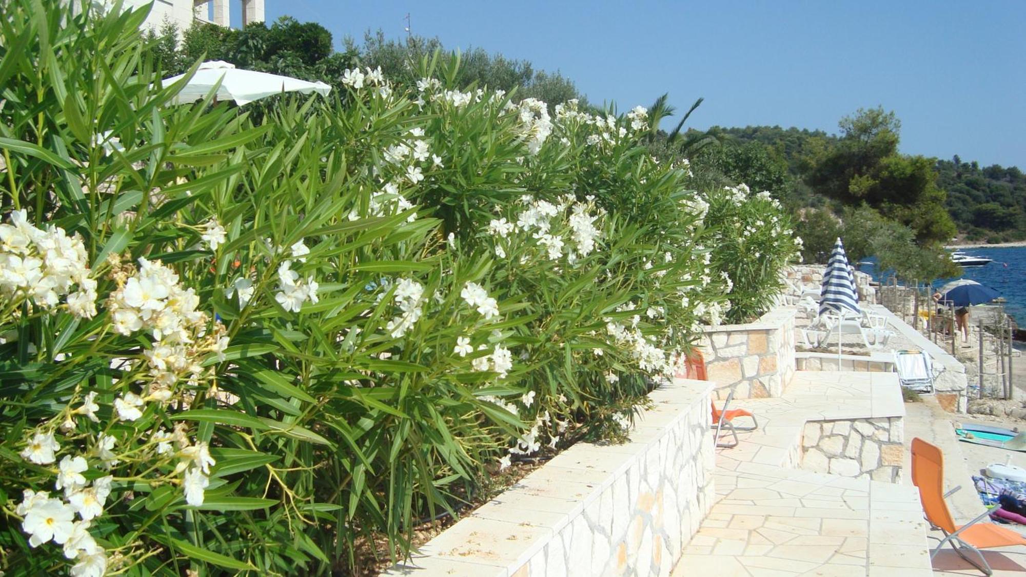 Apartments Niana With Heated Seawater Swimingpool Donji Okrug  Esterno foto
